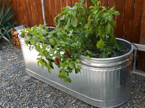 planting galvanized steel containers